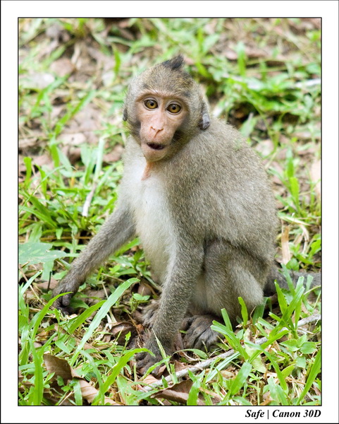 2006 - 07 - Temple angkor - Singes 24